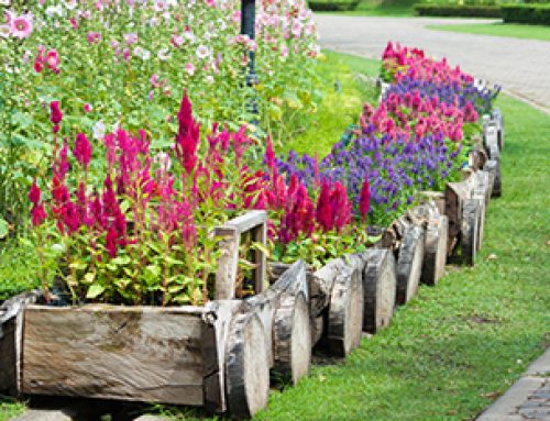 Creating A Vegetable Garden Basics
