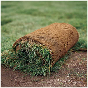 Sod Installation, Sod Installation service, Sod Installation near me