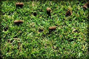 Core Aeration and Slice Seeding, Core Aeration near me, Slice Seeding near me