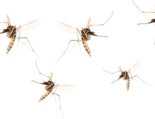 EEE Virus Hits MA, Don’t Let It Hit You!