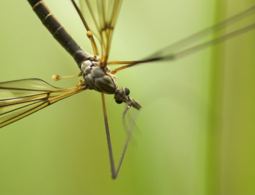 Stop Tick And Mosquito Bites In Your Yard This Year