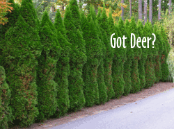 organic-deer-control