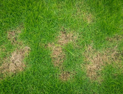Surprising Ways to Get Rid of Insects in Your Lawn