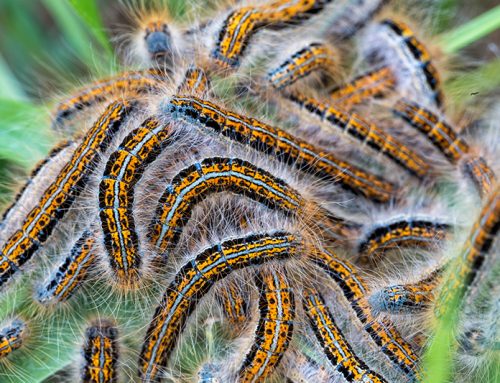 Treating Infestations in Your Lawn
