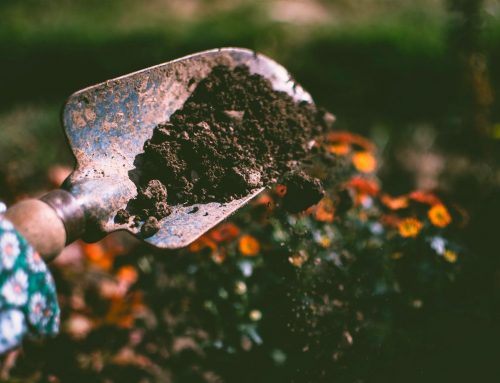 Spring Landscape Maintenance Tips For A Beautiful Yard