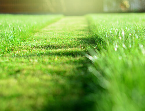The Last Mow Of The Season