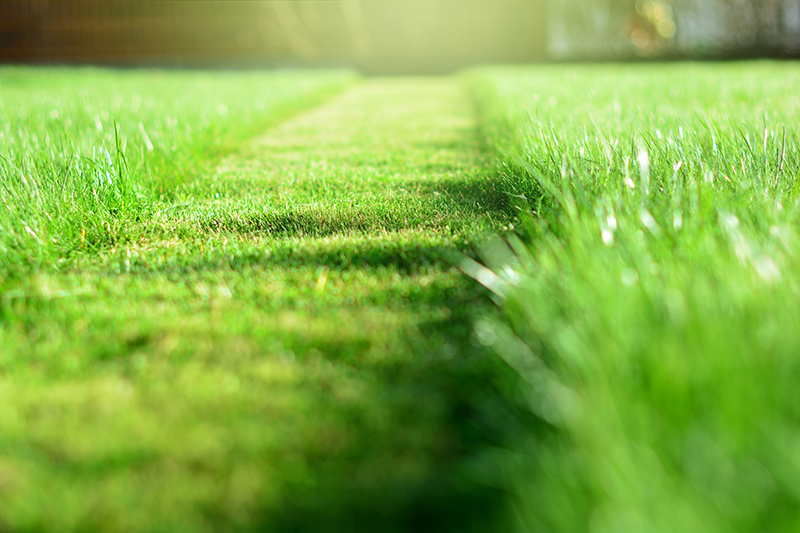 The Last Mow Of The Season