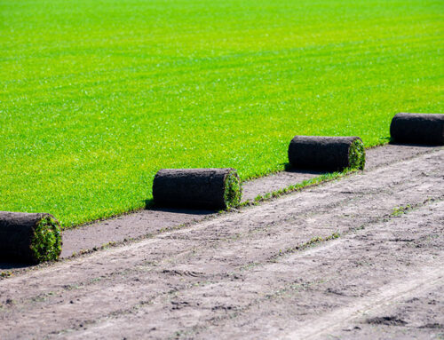 Reasons Why Installing Sod Makes the Most Sense
