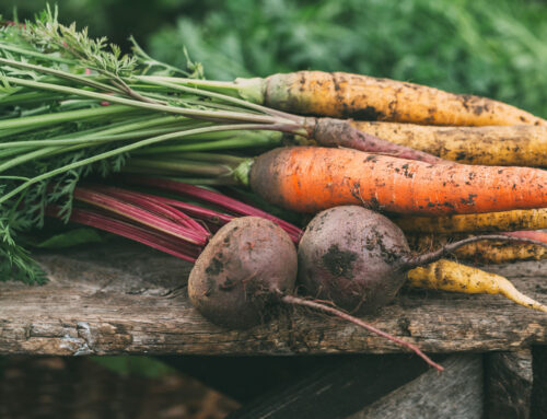 Creating a Vegetable Garden in Marlborough, MA – PART 2