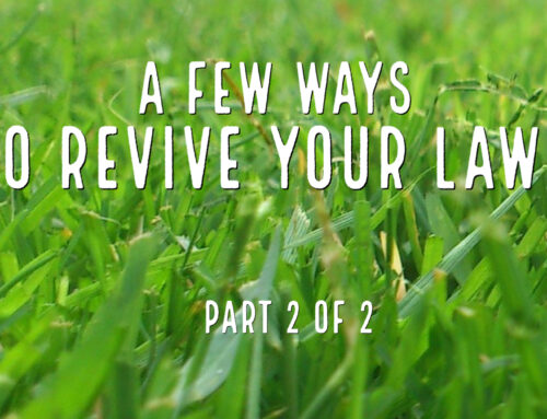 A Few Ways To Revive Your Lawn- Part 2 of 2