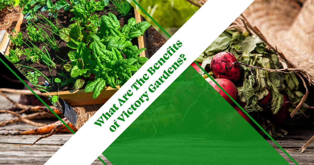 What Are The Benefits of Victory Gardens