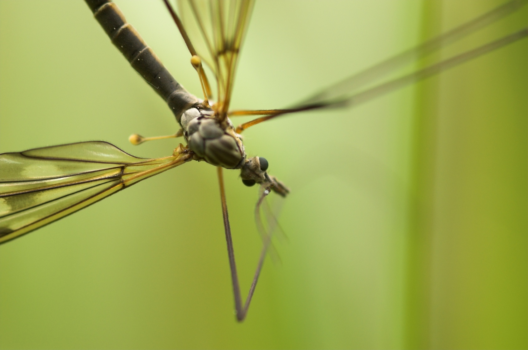 Stop Tick And Mosquito Bites In Your Yard This Year