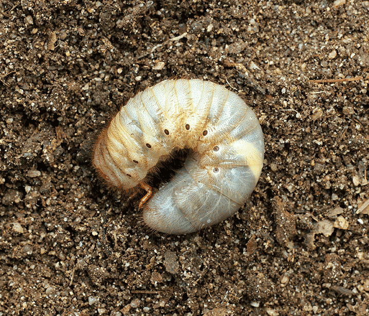 The Basics Of How To Prevent Grubs In Your Lawn