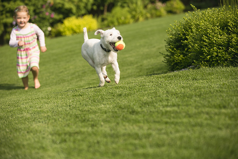 Ways to Protect Your Lawn From Pests in Marlborough, MA