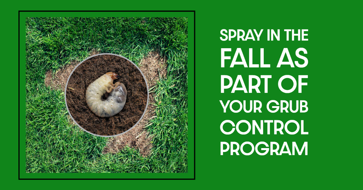 Spray In The Fall as Part of Your Grub Control Program