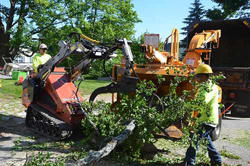 IMG_4646-1 Tree Removal service, Stump Grinding service, stump removal service