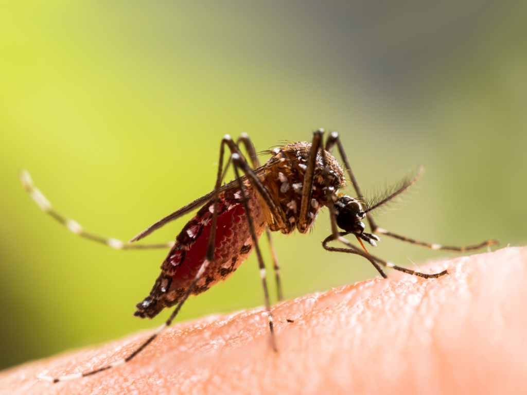 Organic Flea, Tick and Natural Mosquito Control Services in MA Organic Flea, Tick and Natural Mosquito Control Services in MA