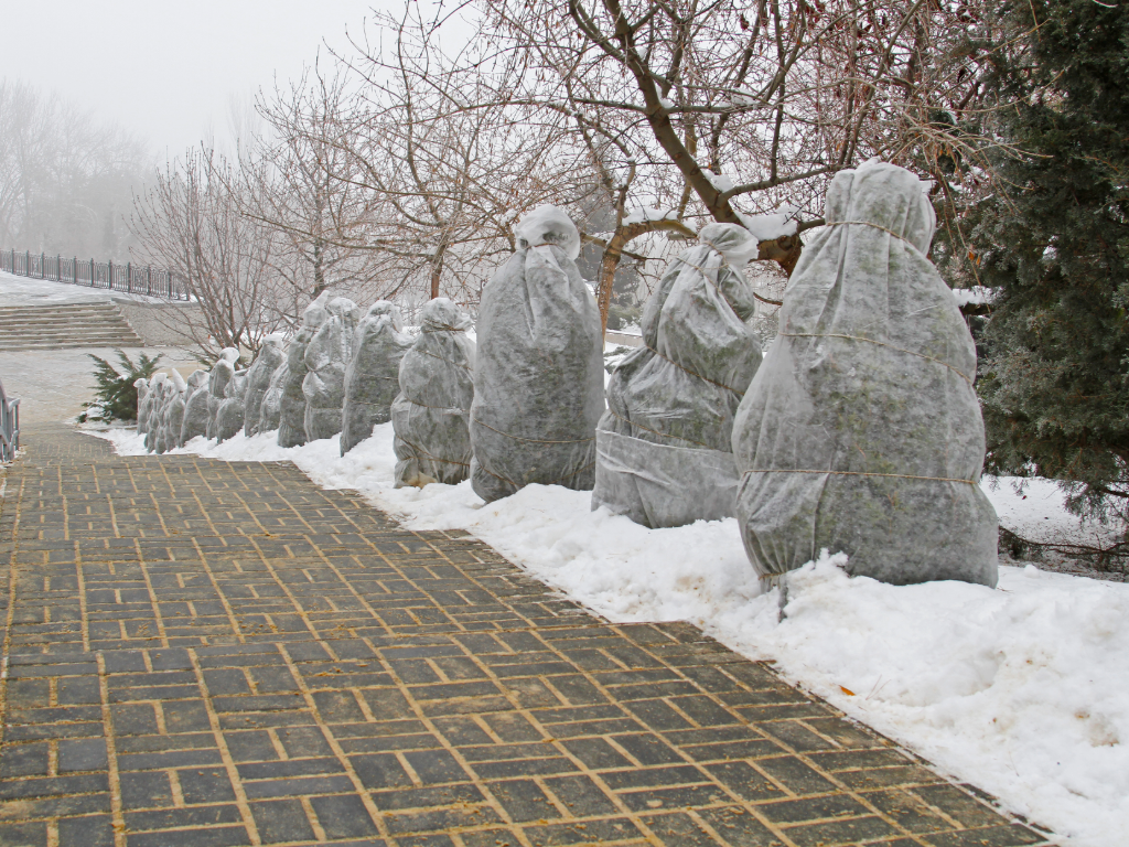 Tree and shrub winter protection MA