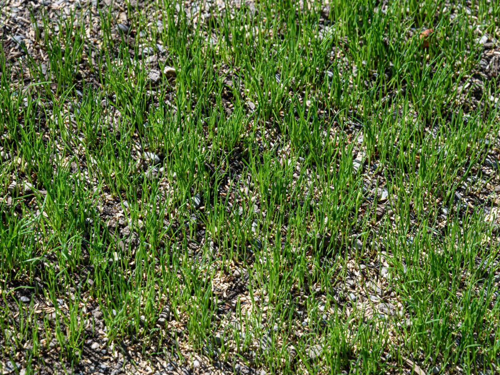 lawn core aeration and overseeding and top dressing company in MA